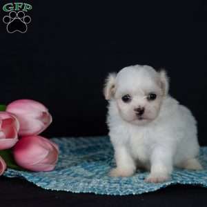 Precious (Tiny), Teddy Bear Puppy